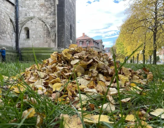 Land-art unter Linden